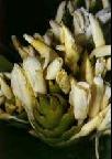 16“闪光的金子”